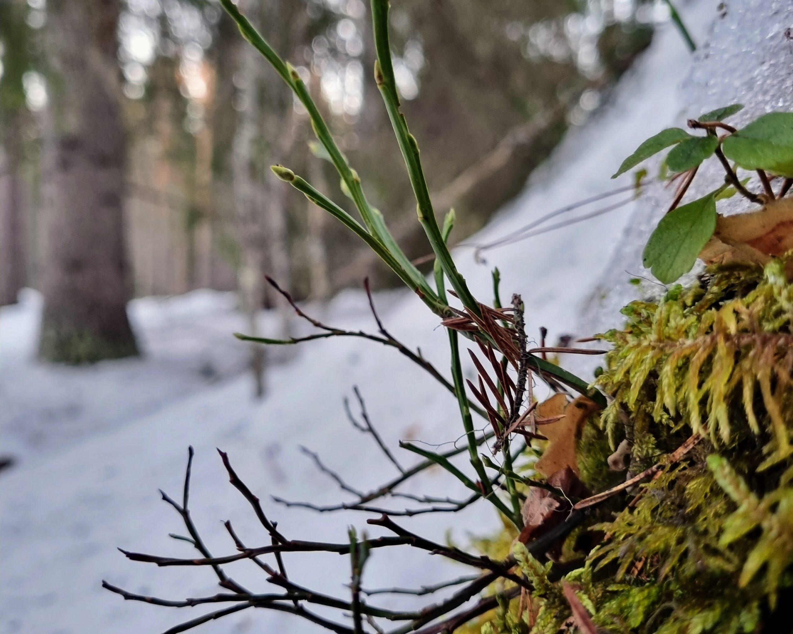 Luonto alkaa heräillä – 4 vinkkiä alkukevään elinvoimaan